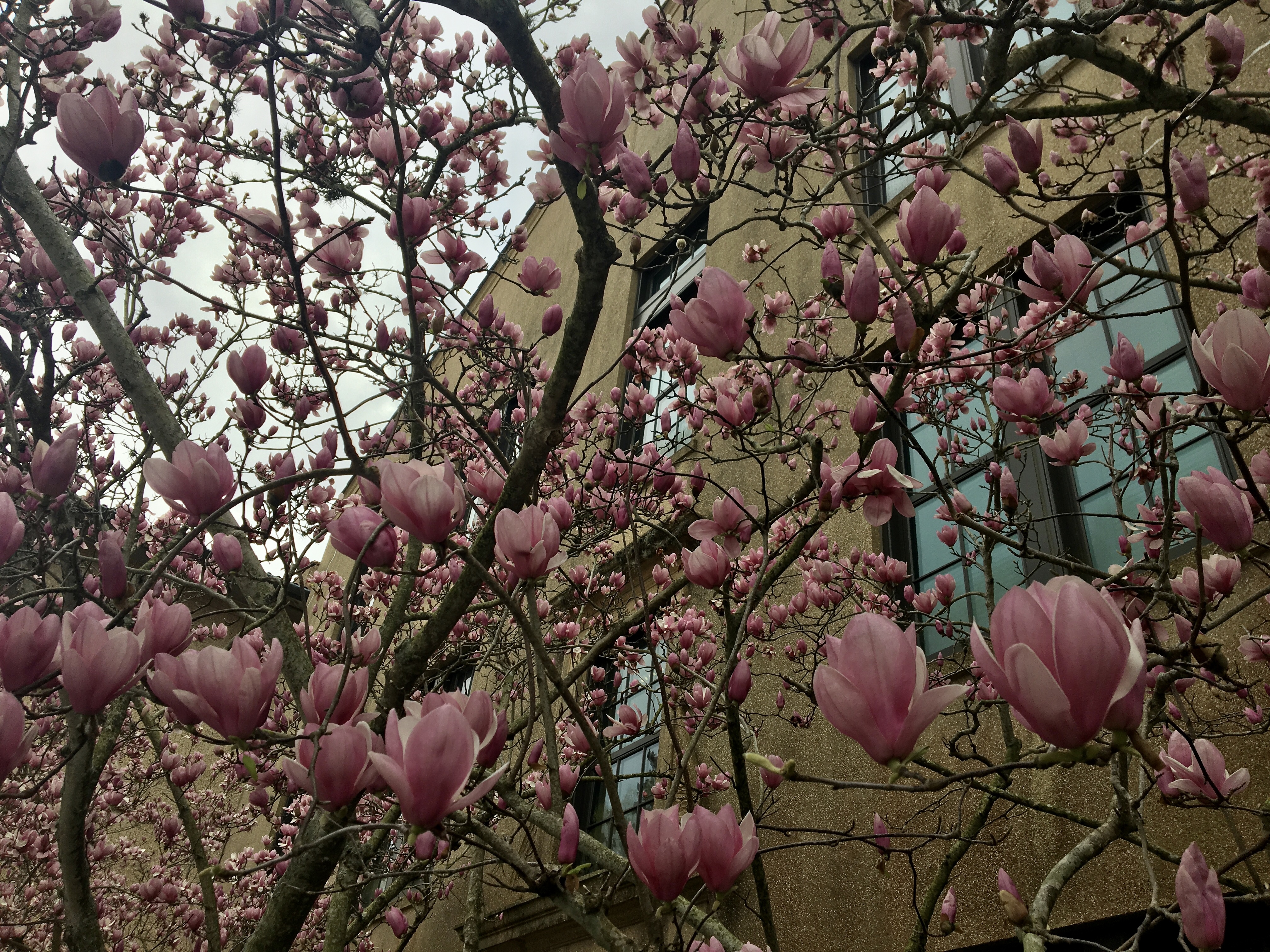 Jane Japanese magnolia named Louisiana Super Plant for spring 2024
